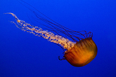 正品蓝导航-收录全面的｜“导航新纪元：正品蓝领航，精准搜天下，创新未来潮流”-1