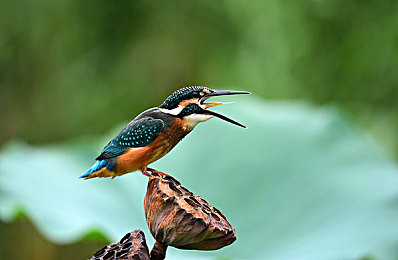 大菠萝福建官方人口2025｜数据之海探秘，福建人口新篇章，大菠萝2025应用体验-2