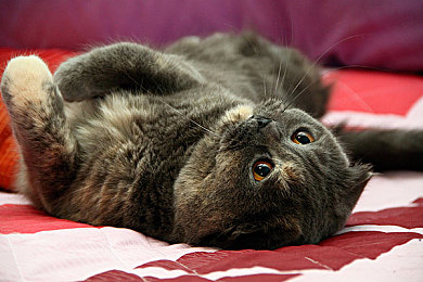 裸体美女应用｜裸体美女应用：揭秘隐私与娱乐的界限，安全互动体验之旅-3