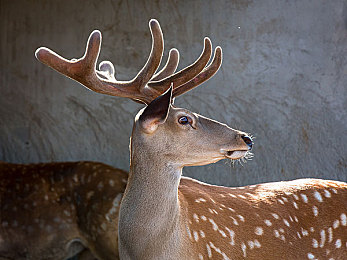 DD4|智能生活新篇章:DD4智能播放器,高清音质大屏幕,打造极致视听体验-1