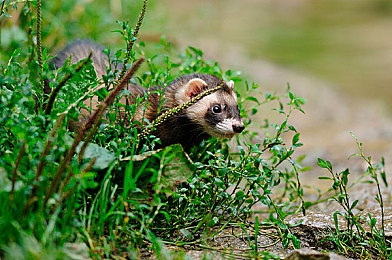 杰辉ios91轻量版｜焕新速度，空间无忧：杰辉轻量版iOS 91，让你的iPhone重拾青春活力-3