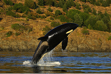 男生和女生一起差差app|“跨越性别界限,互动乐趣无限——差差社交新体验”-2