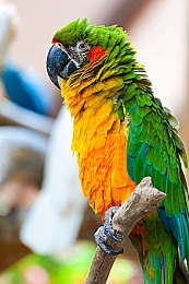 糖果直播｜糖果直播：创新互动，引领直播新潮流-3