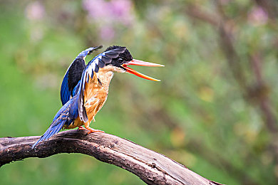 绿巨人污蔑｜揭露“绿巨人污蔑”真相：网络谣言危害与清朗环境呼吁-5