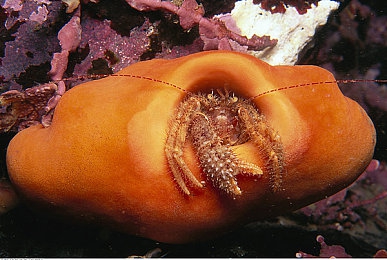 日本 残虐 鞭打 奴役 bdsm|日本BDSM文化探讨自愿与自由的复杂性-1