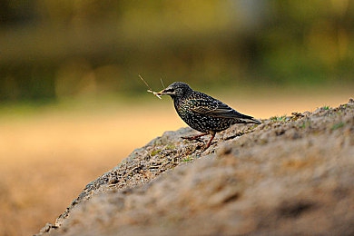 91打扑克｜＂91打扑克＂魅力无限：揭秘智慧对决，探寻休闲娱乐新宠-2
