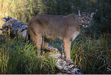 男生把困困放到女生困困什么感觉｜数字时代下的情感共鸣：男生用“困困”传递温暖，体验独特互动魅力-2