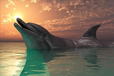 色多多视频APP|探索色多多视频APP:丰富内容与独特风格,引领短视频新潮流-2