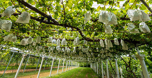 漫画简介 香苞漫画 香币|漫画新纪元:“香币”助力香苞漫画引领阅读潮流-2