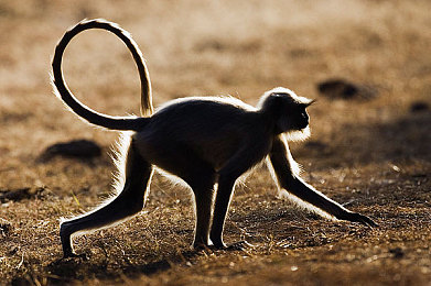 深夜大秀直播APP｜“夜幕降临，才艺盛宴，揭秘深夜大秀直播魅力世界”-5