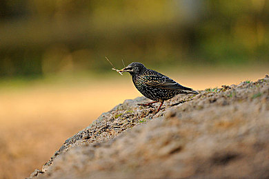 黄色直播｜净化直播，守护青春净土-3