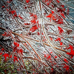 69美女直播APP｜揭秘69美女直播APP：独特魅力吸粉无数，直播行业新宠儿崛起-2