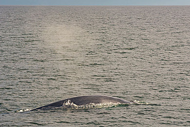 黄色软件下载opop｜OPOP平台成首选：揭秘安全便捷的黄色软件下载新体验