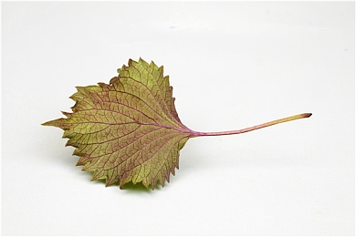 双人床上剧烈运动软件｜沉浸式浪漫：揭秘双人床上剧烈运动软件，情侣互动新体验