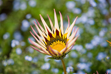 欧洲一级｜欧洲竞技盛宴：烽火连天，豪强争锋-5