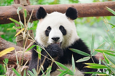 色多多在线观看｜色多多平台引领视听新潮流，海量资源个性化推荐畅享快乐观影之旅-1