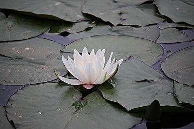 动漫 无尽 得到 向上 讨厌｜动漫潮涌，心灵攀登：产业困境中的自我突破之路