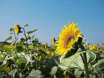 一个人色宗合|独立寻缘:探索“一个人色宗合”的社交迷宫-5