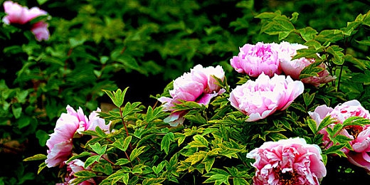 tubu8HD 软件|高清盛宴,智能推荐,tubu8HD软件引领观影新潮流-3