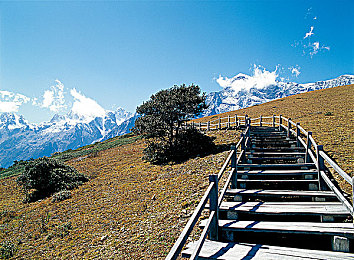 胡桃吃旅行者胡萝卜|自然奇缘:胡桃树与旅行者的胡萝卜之旅-4