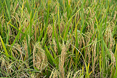 五一吃瓜黑料｜五一狂欢“吃瓜”盛宴，畅享娱乐减压之旅-1