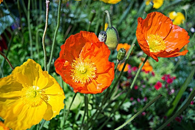 禁漫天堂｜漫画净化之旅，护航青少年成长-4