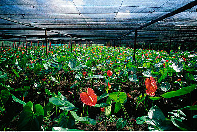 明里柚人妻出差侵犯｜出差途中遭遇挑战！《明里柚人妻出差侵犯》模拟冒险游戏解析与攻略-4