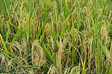 汤不热大剧院破解免费版无需登录｜汤不热大剧院免费版上线：无需登录即可畅享海量精彩演出-5