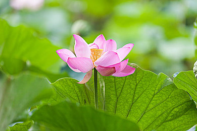 秘密の入口地址加载中｜探寻谜踪，开启未知之门-5