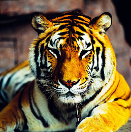 私人航空2满天星｜私人航空2满天星引领新潮流：高端出行新纪元，安全与发展并重-3