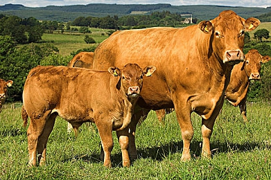 葫芦里面不卖药千万影片|揭秘影坛乱象,葫芦深处藏真相-4