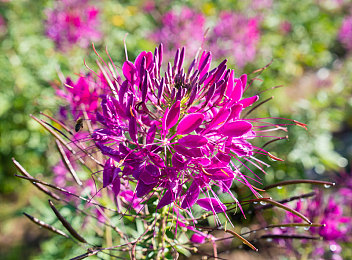 Zoom人与Zoom大吗|解密Zoom:跨越时空的沟通革命,揭秘全球热议的‘Zoom人’与‘Zoom大吗’-5