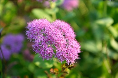 夜月直播免费观看｜沉浸式直播体验等你来发现精彩世界-3