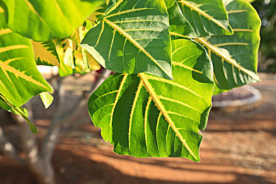 按摩师扯掉奶罩揉吮奶头｜按摩师涉嫌违规操作，扯掉奶罩揉吮奶头引发行业争议-4