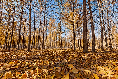 zztt.ccm黑料不打烊｜网络真相与黑料斗争的思考之旅-4