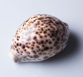 xgua99｜数字奇迹，xgua99：创新精神的璀璨篇章-4