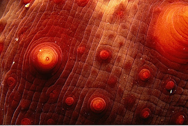 黄草莓视频｜轻松笑翻天，黄草莓视频欢乐之旅-4