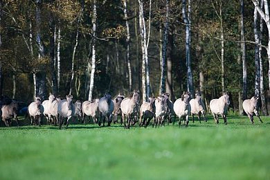 国产Chinese果冻天美传媒|健康美味并存,天美果冻引领新风潮-5