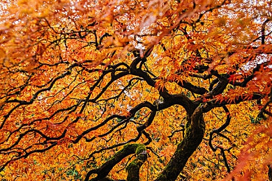 流氓软件安全入口｜守护电脑安全，揭秘“流氓软件安全入口”：一键清除，告别烦恼-3