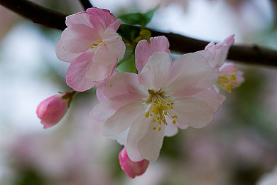 大菠萝福利app｜揭秘：大菠萝福利APP，引领潮流的便捷生活福利管家-5