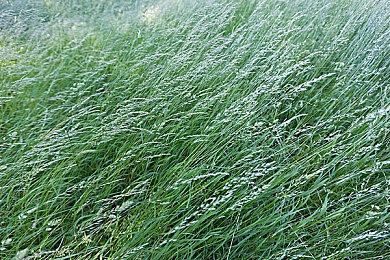 黄色软件下载安装OPPO 2.2免费｜OPPO 2.2系统免费升级攻略：流畅体验安全无忧，避免下载陷阱-3