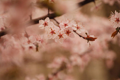 暴躁妹妹csgo最高纪录｜“电竞传奇：暴躁妹妹王思聪CSGO最高纪录，闪耀电竞圈”-2