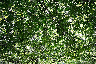 999这里只有精品｜“品质至上，口碑传承：揭秘“999精品店”如何赢得消费者信任与青睐”-1