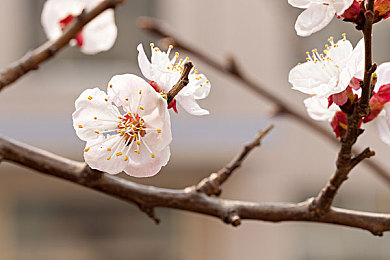 yeezy蜜桃黄和白色区别|潮流对决:Yeezy蜜桃黄与白色,鞋履美学大揭秘-4