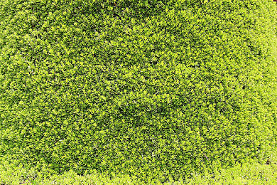 羽毛挠女同学乳尖到崩溃|校园嬉戏的界限与尊重的深刻反思-3