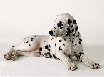 国产AV影视|成人影视产业渐变,文化与责任双向扩展-4