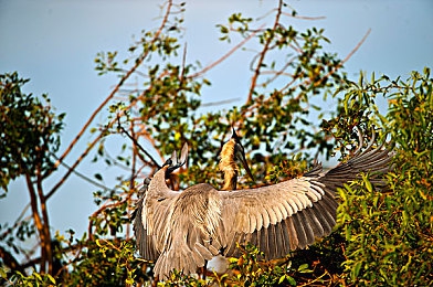 美女脱光光软件|揭秘“美女脱光光”软件:走红背后的故事与安全使用指南-5