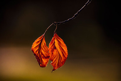 云缨用自己的枪奖励｜云缨枪械奖励机制创新，游戏体验升级，玩家互动乐趣无限-4
