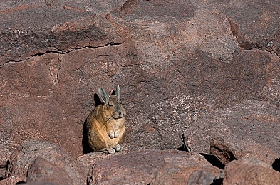 真空下楼被c嗯啊｜高空真空惊魂：邻里抛物隐患引社会深思-5