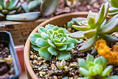 2025黄色软件大全｜2025年黄色软件泛滥：网络环境净化刻不容缓-4